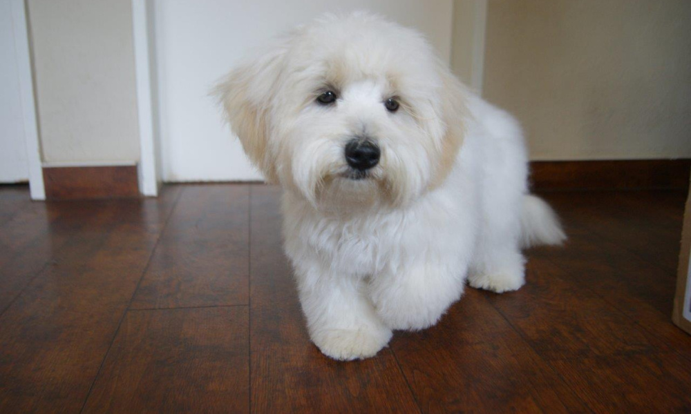 Coton