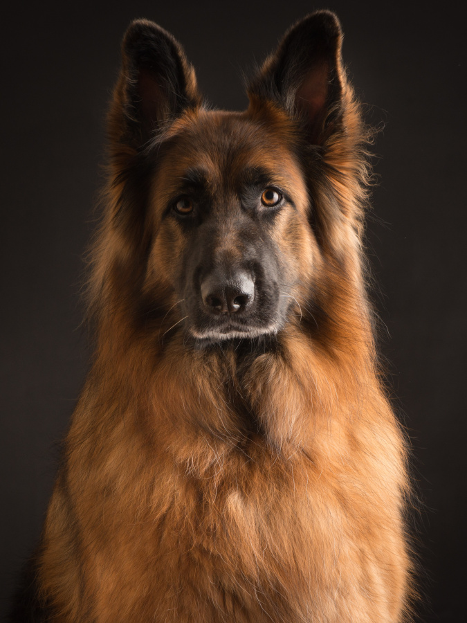 Modeldog