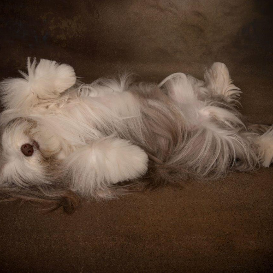 Bearded Collie - Unterwolle wächst fast in die gesamte Länge des Deckhaars mit